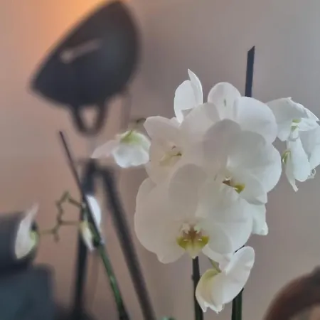 Wellness Holiday home